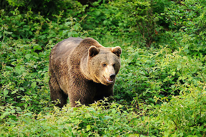 Tierfreigehege im Nationalpark Bayerischer Wald
